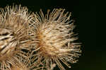 Lesser burdock